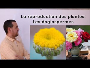 La reproduction des plantes à fleurs : les Angiospermes - SVT BIOF - Séance N° 02
