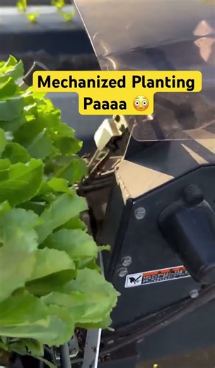 Mechanized planting technology places seeds precisely improving efficiency & uniform crop emergence.