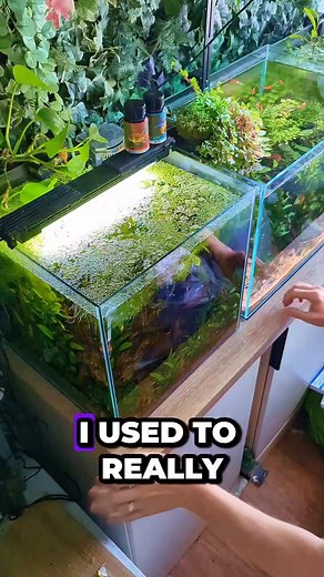 What's your opinion on duckweed? I think there are better options! I used to really like it and know some top fish breeders who swear by having it in their tanks! I just can't be bothered with the constant removal and also getting every last leaf off my arm afterwards! | Fish Shop Matt