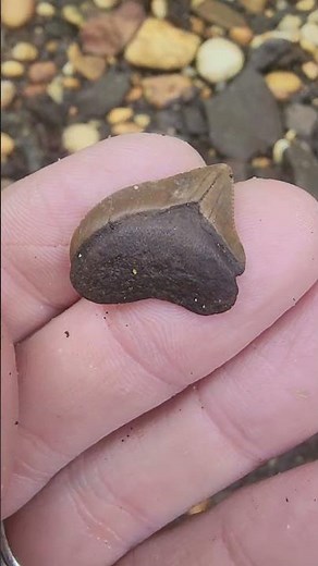 Finding a Crow Shark Tooth in a Cretaceous New Jersey Creek | Squalicorax #fossils
