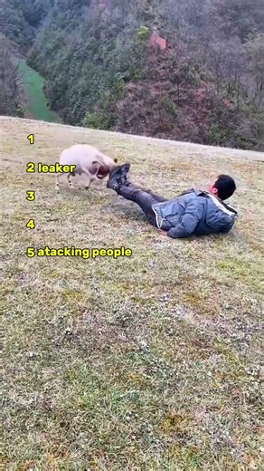 Top 5 FUNNIEST Goat Moments That Will Make You SCREAM! 🐐😂 #GoatChaos