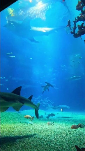 Inside Osaka Aquarium’s Massive Shark Tank 🐋🦈