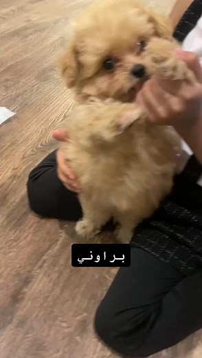 #الشعب_الصيني_ماله_حل😂😂😂 #اكسبلورexplore #fypシ #fyp #foryoupage #explore #mini_dog_cat #حيوانات_اليفه