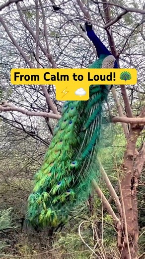 Thunder Call Echo in Nature ⚡ #peacock #trending #naturelovers #wildlifeentertainment #peacockcall