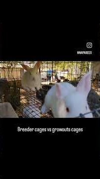 These are the different type of rabbit cages that we use our breeder cages and our growout cages.
