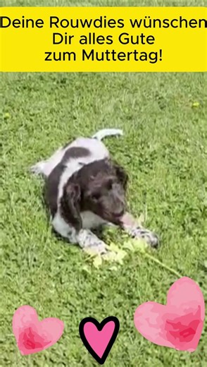 Rouwdies VS Muttertag #puppy #dog #hund