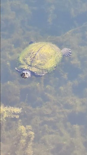 Catch a Cooter in Action #turtle