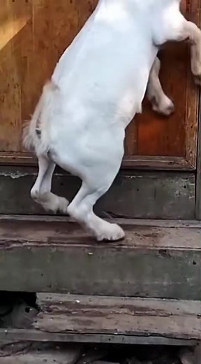BUCK SELECTION - DURING RUT Some bucks lose all their condition during rut (breeding season). Being in the tropics, Sri Lanka does not have a 'breeding season' per se. Our bucks and does are active year round, which means bucks are prone to lose a lot of body condition chasing the ladies. They also go off feed and they only concentrate on the does. At around 5.5 months now, MGF WARHEAD has been very actively troubling himself as the does in the next pen are cycling as is evident from the back of
