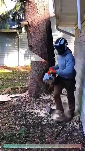 Cutting a Pine Tree Right Next to the House cutting trees | Dangerous Tree Removal