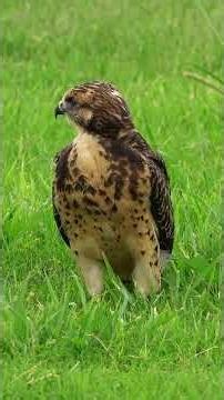 Swainson's Hawk Jaycee Park Artesia NM
