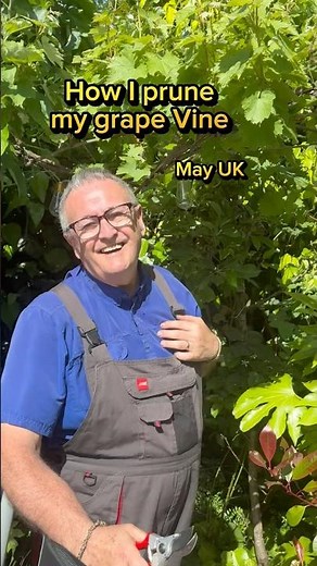 How I prune my grape vine #grape #grapevine #gardening #plants #gardens