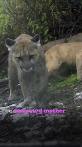 837K views · 20K reactions | Follow an orphaned female mountain lion named Willow and her cubs to witness never-before-seen behaviors. "Willow: Diary of a Mountain Lion" premieres Wednesday, October 29 at 8/7c on PBS. | Nature | PBS | Facebook