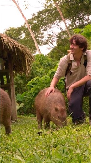 Found some capybaras 14 hours into the Amazon Rainforest #capybara #capybaras #solotravel