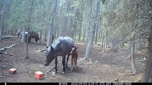 Maverick, Harley, Hanna, and Haze all here to entertain you. | Help Alberta Wildies Society