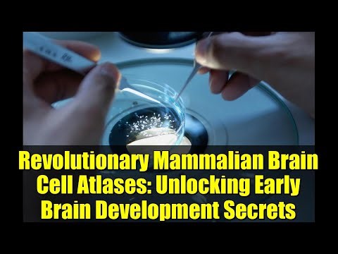 Revolutionary Mammalian Brain Cell Atlases: Unlocking Early Brain Development Secrets