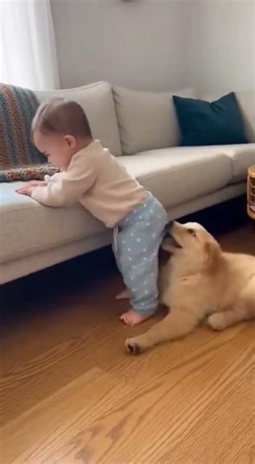 The Sit Stand Copy Game The baby stands up using the couch The puppy stands too The bab