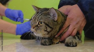 veterinarian doctor giving an injection to a cat in the clinic