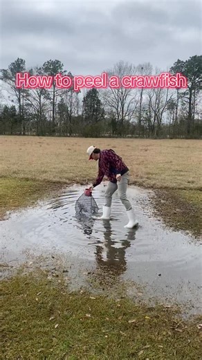 Straight from the crawfish trap to the boil. This is how we peel a crawfish in Louisiana no gadgets, no rush, just the right way. #CrawfishSeason #LouisianaFood #CajunCooking #CrawfishLife #humor | Cory LeDoux