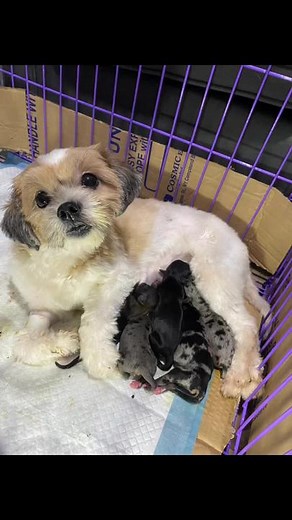 Dachshund Shih Tzu Mix: Meet the Adorable Schweenie Dog Breed!