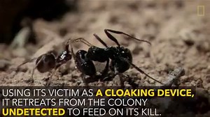 35K views · 242 reactions | Now this is strategic hunting... Learn...