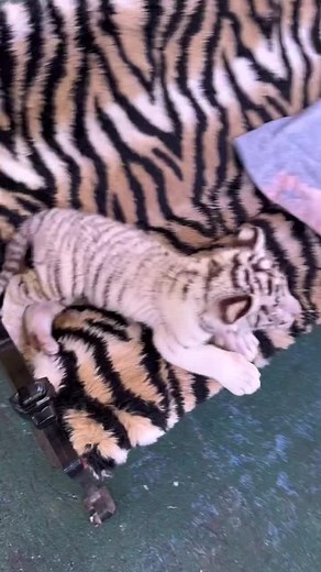 Cute Tiger on TikTok