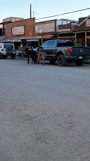 Unique fun in Oatman Arizona! #oatmanarizona #route66 #route66arizona #oatmancrittercam | Simply Leanne's