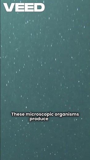 How Plankton Save the World Every Day