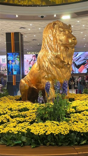 MGM Grand Las Vegas This is such a large resort! So much to do here! 🦁 click the link to look for rooms at MGM Grand Las Vegas! There’s often in app discounts for booking on TikTok! @MGM Grand Hotel & Casino @MGM Rewards @Booking.com #bookedonbooking #vegas #mgmgrand #vegashotels #fyp