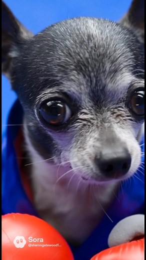 Chihuahua Boxing match with pug #boxer-nation #boxer-dog #boxerreel | Sharon Gatewood