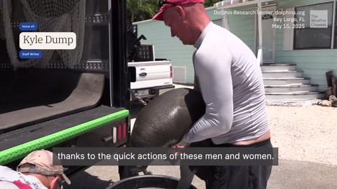 Watch: Teams rescue manatees caught in fishing line