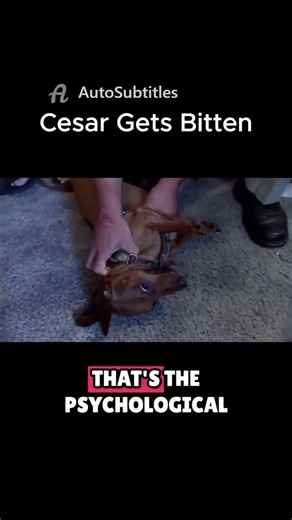 Cesar Millan gets bitten