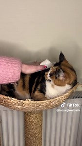 Spray Relief for My Senior Cat Loki's Itchy Skin