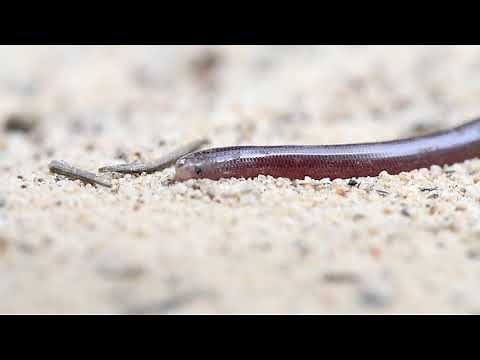 Australian Blind Snake