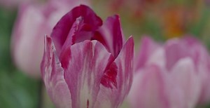 Blooming Pink Tulips Botanical Garden Close Stock Footage Video (100% Royalty-free) 1095989427 | Shutterstock