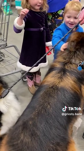 Cute German Shepherd and Bernese Mountain Dog Mix Video