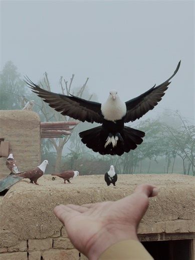 #handtime🦅 #muhammad_qasim_offical