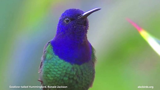Here's the Swallow-tailed Hummingbird, our Bird of the Week, in action! Video footage courtesy of Ronald Jackson. Filmed at the Reserva Ecológica de Guapiaçu in the Atlantic Forest of Brazil. To learn more about the reserve, visit: http://regua.org/. More about Swallow-tailed Hummingbird: https://abcbirds.org/bird/swallow-tailed-hummingbird/ | American Bird Conservancy