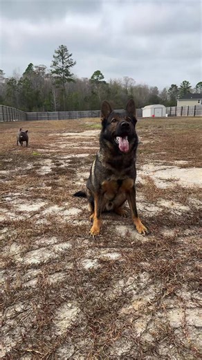 Is your GSD as serious about fetch as mine? 😂 #dogtok #gsd #frenchie #life #dogmom