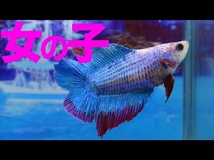 ダブルテールベタメスを２０匹+プラガットベタメスを１０匹