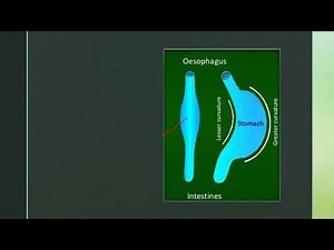 Development of stomach