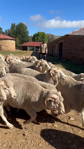 3.1K reactions · 51 shares |  1 Week to Go!  Our Second Commercial Ram Sale 4 November 2025 8am-12pm Don’t miss out on top-quality breeding stock:  200 x Rams — R6,000 each  80 x 2-Tooth Ewes — R2,100 each First come, first served! ✅ Arrive ✅ Select ✅ Pay ✅ Load Looking forward to seeing you there!  Contact: David Cloete – 066 227 8715 | Pine Grove Merino Stud | Facebook