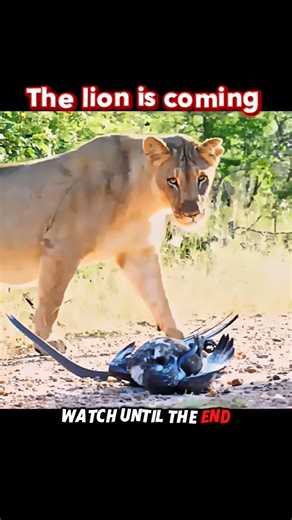 Snake Traps Eagle... But a Lion Suddenly Appears!😱🔥 #shorts #trending #animals #wildlife