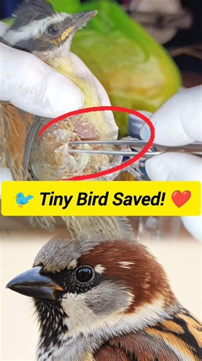 Tiny Baby Bird Rescue 🐦 | Maggot Removal & Gentle Vet Care #shorts #rescueefforts