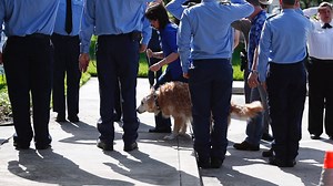 WATCH: "This was a very small way for us to pay tribute to a dog who truly has been a hero.” http://on.today.com/1VJyeG8 | Today Show