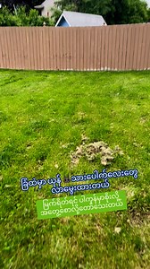 297K views · 3.7K reactions | ခြံအလယ်ခေါင်ကြီးမှာ လာမွေးထားတယ် ယုန်မရယ် 若若若 | SANSU | Facebook