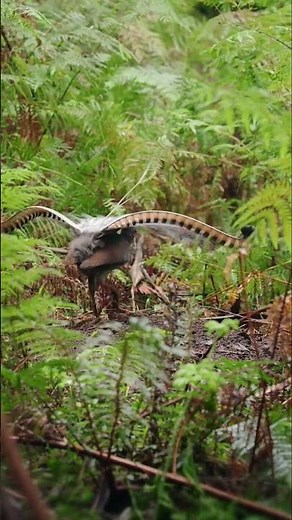 Incredible Lyrebird Dance & Sounds 😲 Nature’s Best Mimic Bird Ever!