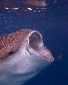 Have you ever seen a whaleshark eat? They are one of the many filter feeders of the ocean. 📷: @Shfxaan (IG) via @discoverocean | SSI