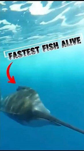 Why Sailfish Are the Fastest Swimmers in the Sea #animals