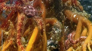 Brittle star starfish Ophiura Ophiuridae in underwater White Sea. Ophiura possess long, slender arms that are sharply demarcated from a central disk, giving them a distinct and delicate appearance.