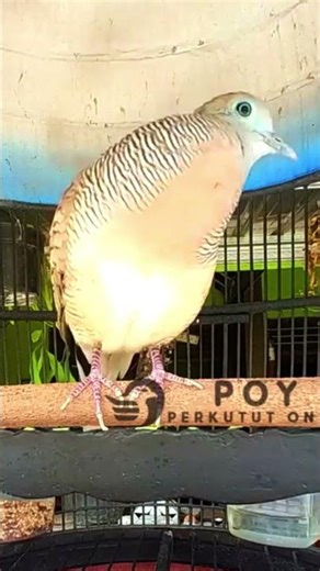 Zebra Dove Call – Relaxing Bird Sounds 108 | #birds #birdsounds #birdsoundscape #birdsong #animals